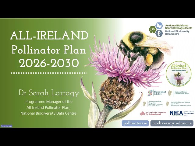 Introducing the third phase of the All-Ireland Pollinator Plan 2026-2030