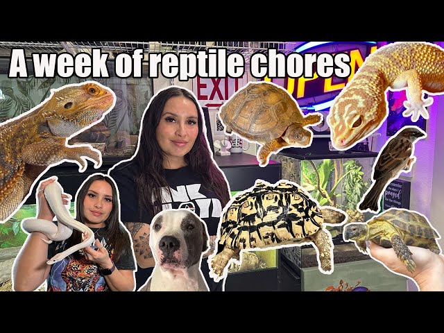 REPTILE CHORES Vlog