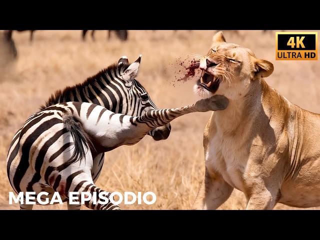 África Salvaje | La Batalla de los Gigantes Más Feroces | Animales Salvajes #animalessalvajes