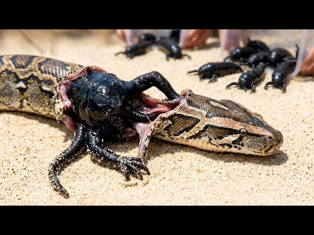 New Snake Killer Started Doing THIS to Pythons in Florida and It's Worse Than You Think