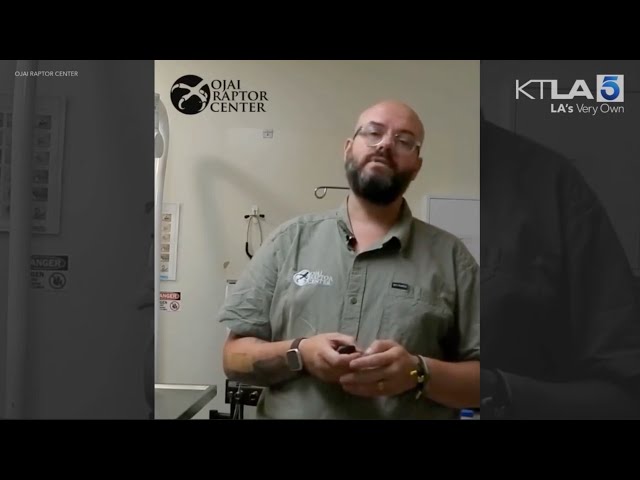 Jackie the bald eagle's care team shares disheartening update