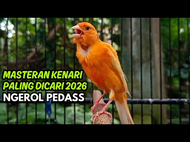 Terbukti AMPUH!! Terapi Kenari Macet Bunyi Paling Ampuh 2026 - 3 Hari Bunyi Lagi!!