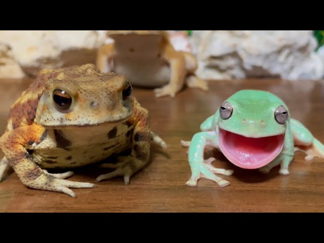 You are slow！Frog make fun of toad🐸（australian green tree frog,Japanese tree frog,amazon milk frog）