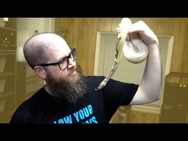 Magic Mike! Our Line Up of Male Ball Pythons!