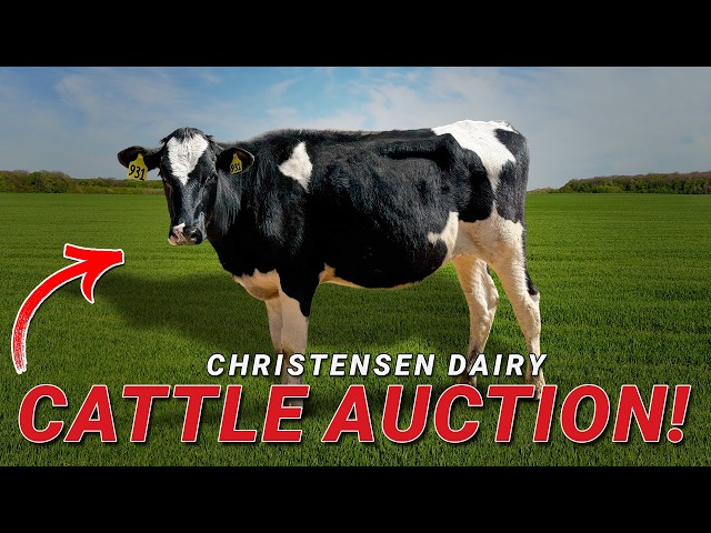 Christensen Dairy Cattle Auction
