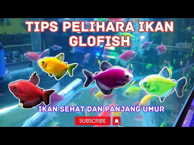 HOW TO CARE FOR GLOFISH SO THEY DON'T DIE EASILY. NO. 5 IS OFTEN IGNORED #sakurafish #glofish #gl...