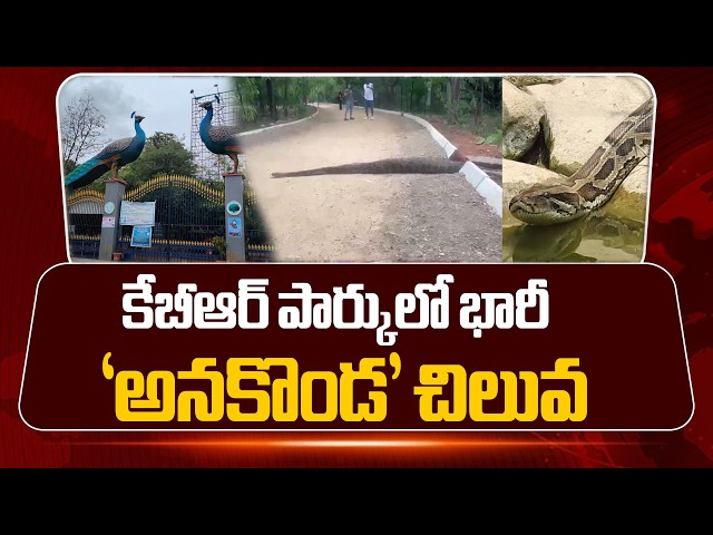 12 అడుగుల భారీ కొండవచిలువ KBR National Park Walking Track in Hyderabad |  Shocking Morning Enco