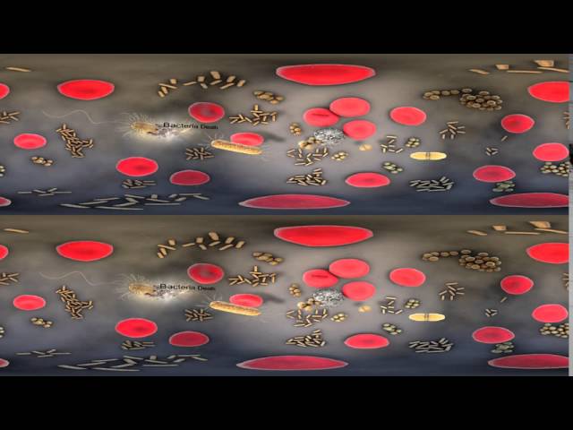 Stereo Cardboard VR of Bacteria and Blood Cells