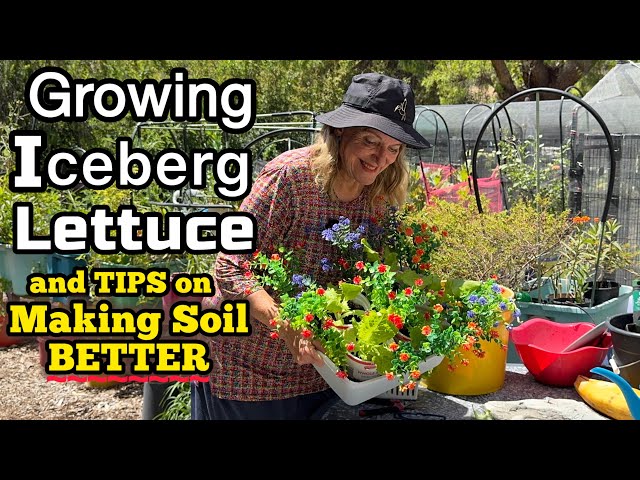 Growing Iceberg Lettuce EASY * How to Container Garden to Grow Food Anywhere * Small Space Gardening