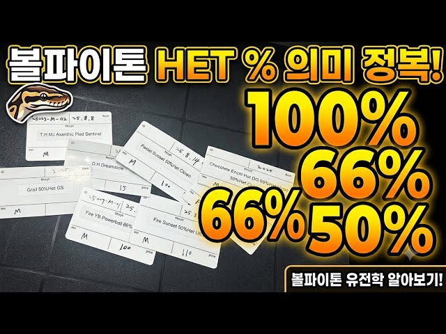 볼파이톤 Het 앞 숫자의 비밀! (50%, 66%, 100% 완벽 정리)