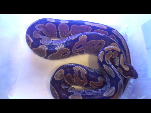 SoulHealing Morphs Best Looking Normal Ball Python Contest.