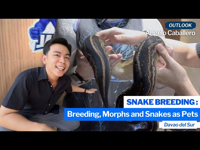 SNAKE BREEDING: Introduction to Snake Breeding, Morphs, and Snakes as Pets | Outlook