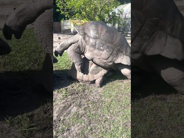 This big tortoise has the spirit but is doing something wrong... #shorts