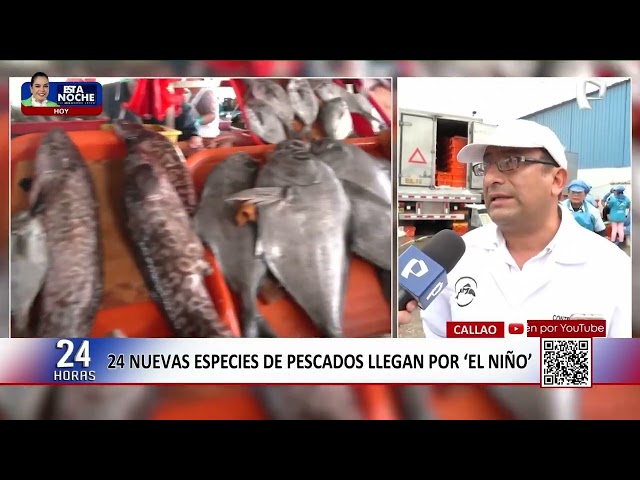 Callao: 24 new fish species arrive due to El Niño phenomenon