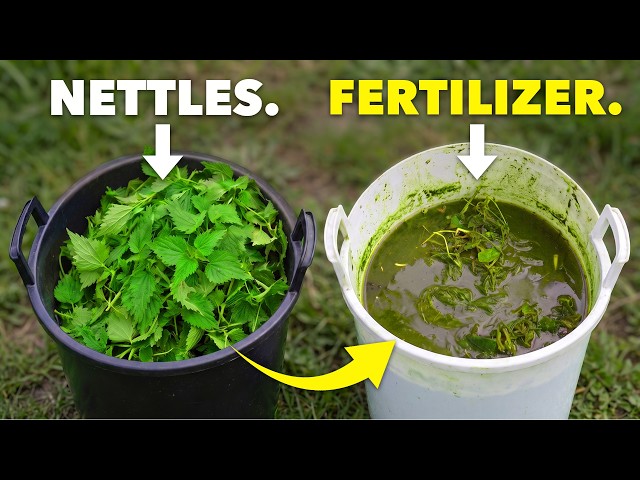 Better than MiracleGro: Make Fertilizer from Nettles
