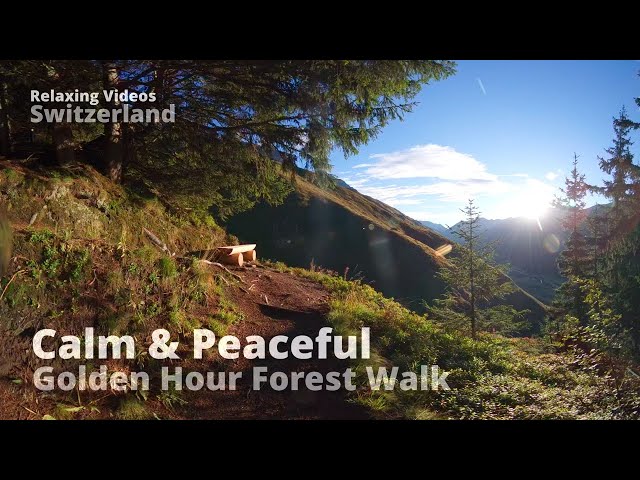 Tranquil Golden Hour Forest Walk 4K VR180 | Swiss Alps Sunrise in Realp