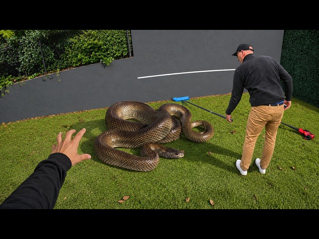 Big Snake On Tennis Court