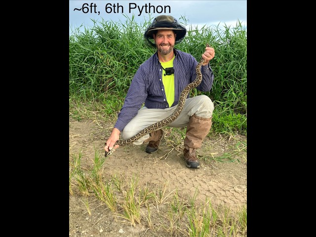 7 Other Pythons 20-25Jul26 Everglades