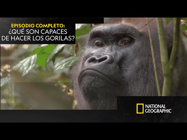 Las increíbles capacidades de los gorilas | GORILA MISTERIOSO | NATIONAL GEOGRAPHIC ESPAÑA
