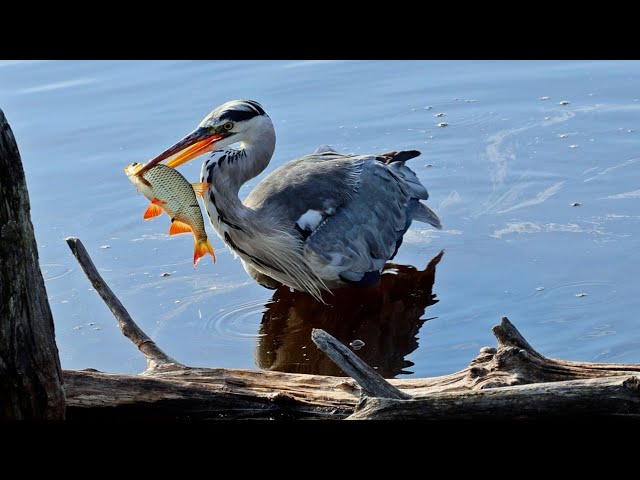 Reiher fängt dicken Fisch / Heron`s catch of the day  - Schwenninger Moos