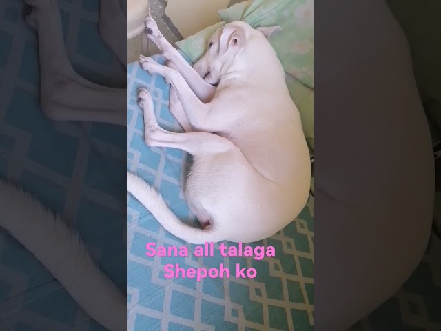 #doglover #viralvideo #dog