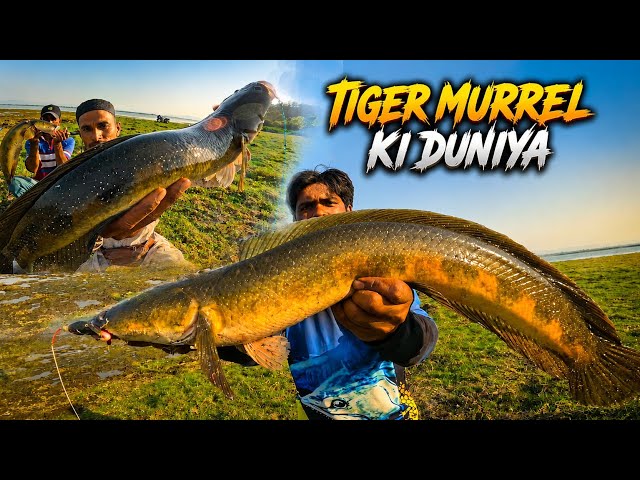Monster Snakehead Attack 🎣🔥 | Tiger Zone Fishing 🐅 | Snakehead Fishing | Frog Fishing Tips