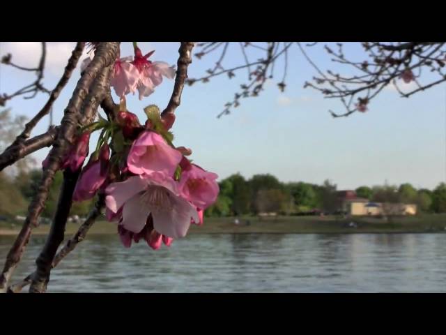 Canon Vixia/Legria HF200 test - Lake Balboa Park