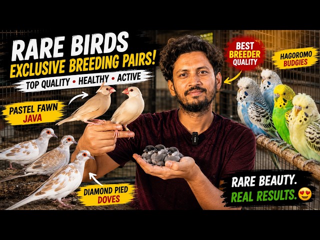 Pastel Fawn Java, Hagoromo Budgies & Diamond Pied Doves | Breeding Collection
