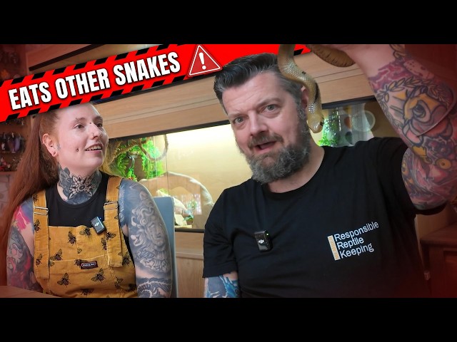 Black-Tailed Cribo: Best Pet Snake If You Want Intensity