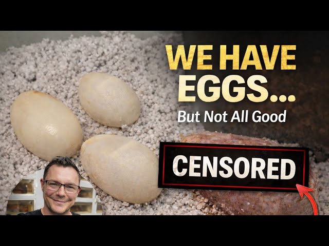 We Have Eggs… But It’s Not All Good | Retic Breeding Update