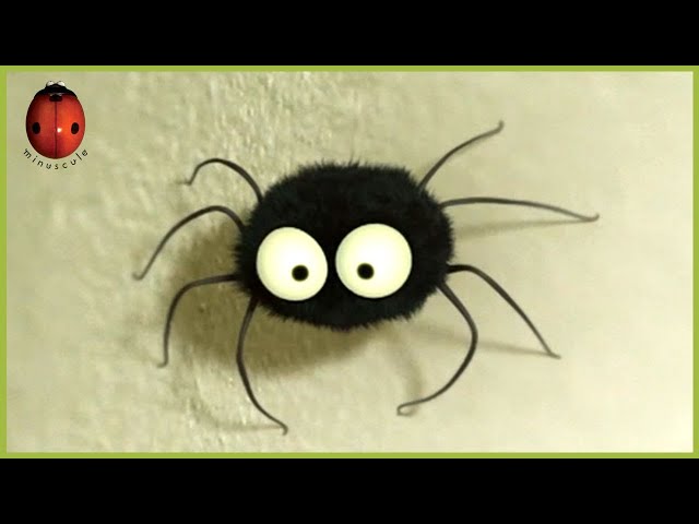 The Stubborn Spider 🕷️ Minuscule 🍃 40' Compilation