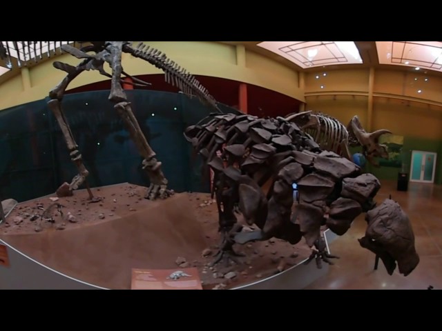 EXHIBEN REPLICAS DE DINOSAURIOS EN MUSEO DEL DESIERTO/ VIDEO EN 360