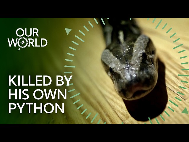 When Snake Obsession Turns Fatal (4K Documentary)
