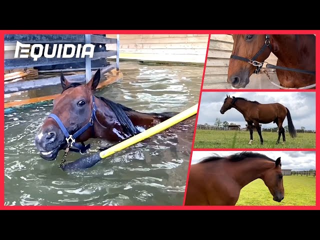 TIMOKO, DIJON, DAVIDSON, ENINO... DES NOUVELLES DES PENSIONNAIRES DU HARAS DE SASSY ! | Reportage