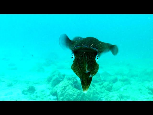 Are Squid Secretly Intelligent? Inside Cephalopod Communication