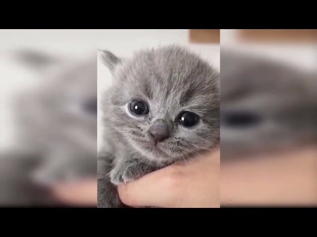 cats compilation #cat#cute#animal#short#funny