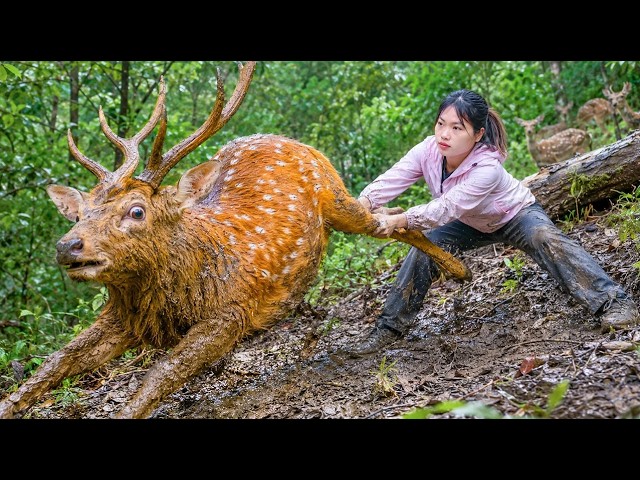 Tracking Wild Deer in the Forest, Setting a Trap, and Bringing One Home to Raise | SURVIVAL ALONE