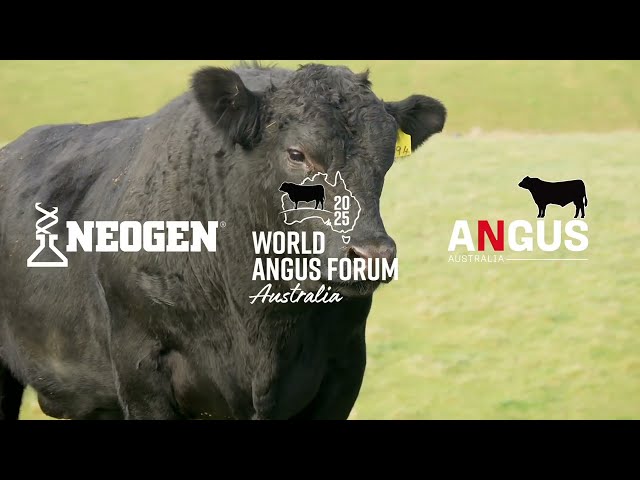 Discover the Diversity of Angus Cattle at the 2025 Neogen World Angus Forum | Australia
