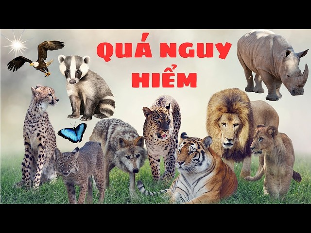 So Dangerous | Top 5 Terrifying Animals: Lion, Black Bear, Eagle, Dolphin, Python!