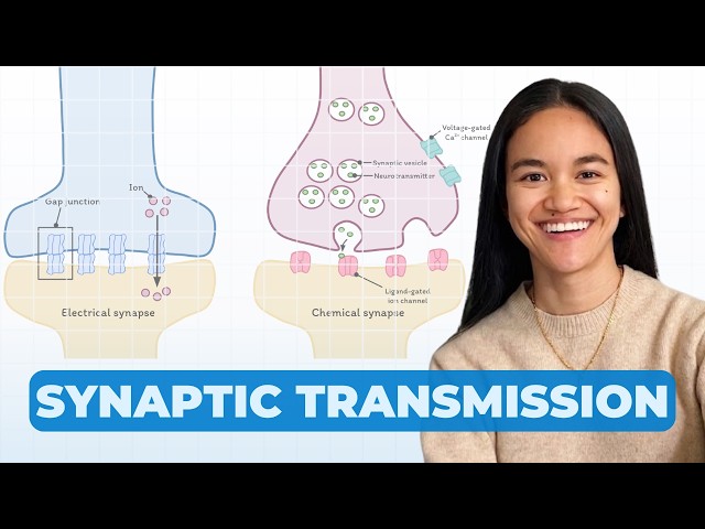 Synapses (Transmission): Electrical & Chemical | Neurology