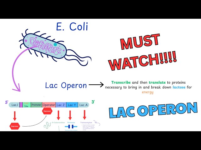 🚀ONLY VIDEO YOU WILL NEED FOR THE LAC OPERON | MCAT & Gene Regulation Masterclass