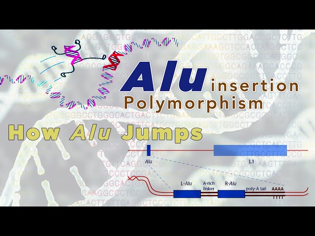 Alu Insertion Polymorphism | SINEs | LINEs | How Alu element Transposes | How Alu Jumps | L1 element