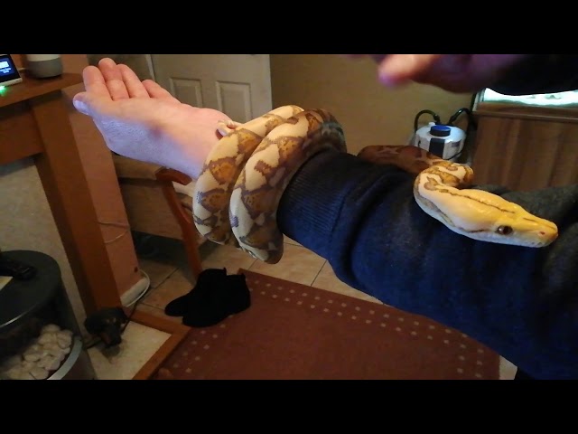 Dwarf reticulated python