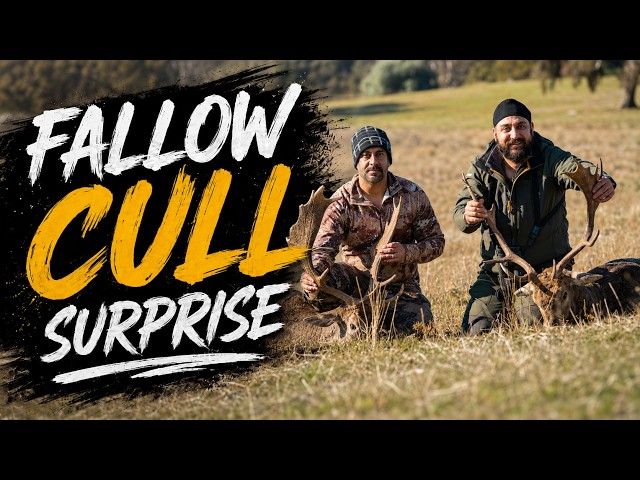 FALLOW CULL SURPRISE