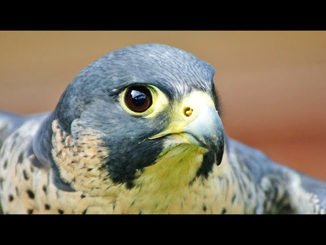 Peregrine Falcon: the fastest animal in the world