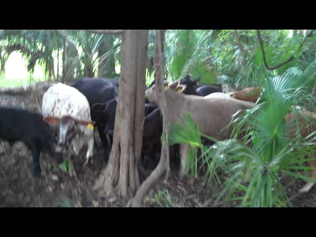 Florida Cur Dogs
