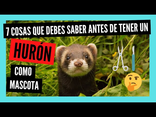 COSAS que DEBES SABER antes de tener un HURÓN