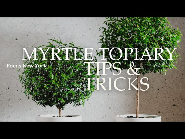 Myrtle Topiary Care – How to Keep It Thriving Indoors & Outdoors!