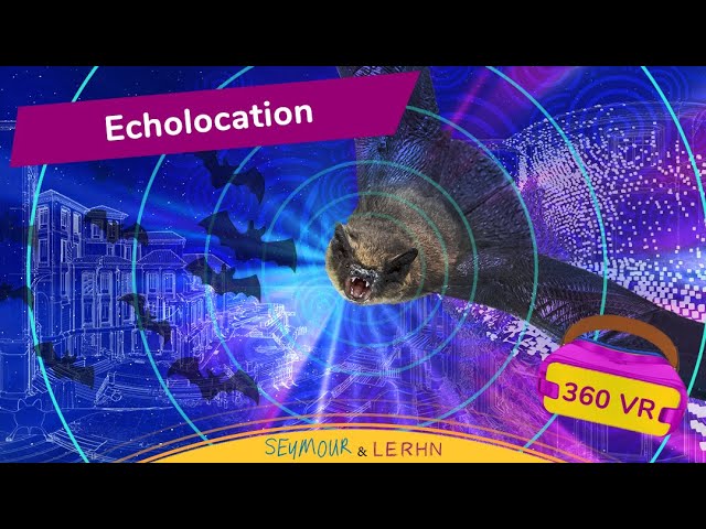 How BATS SEE With Sound in Virtual Reality | 360 VR |
