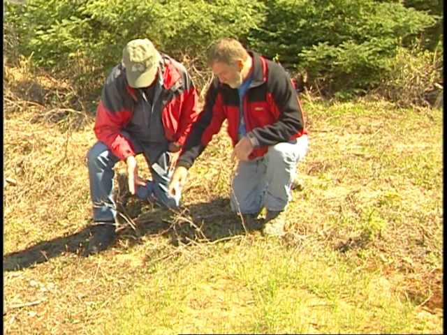 Example of a Translocation Soil Formation Process – Soil Mixing (Pedoturbation) by Ants